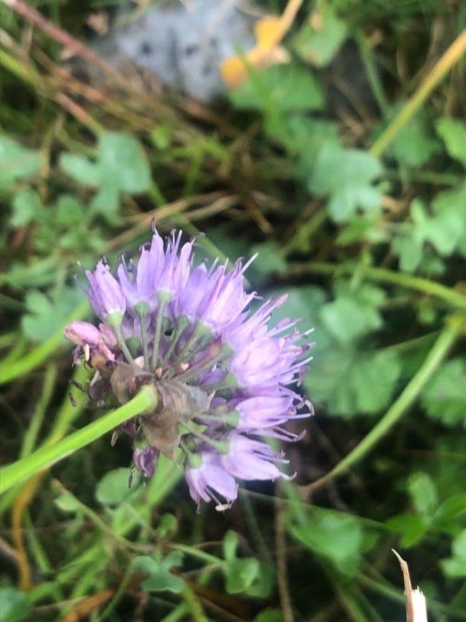 Aglio 4