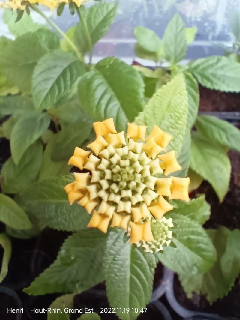 Lantana depressa