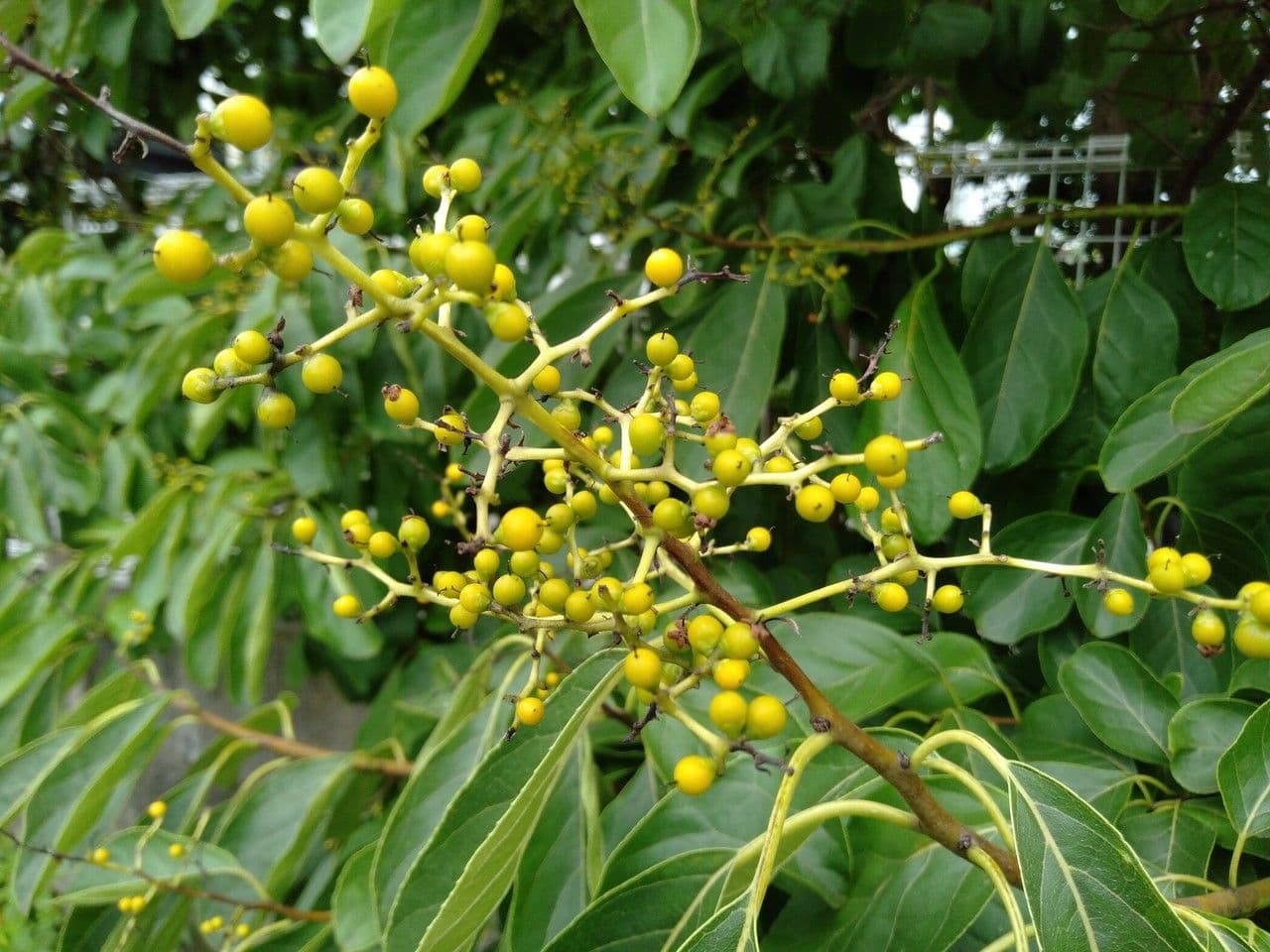 Ehretia acuminata 3
