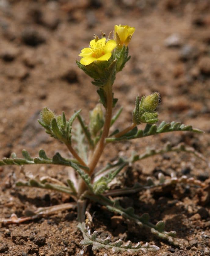 Mentzelia Veatcha 4