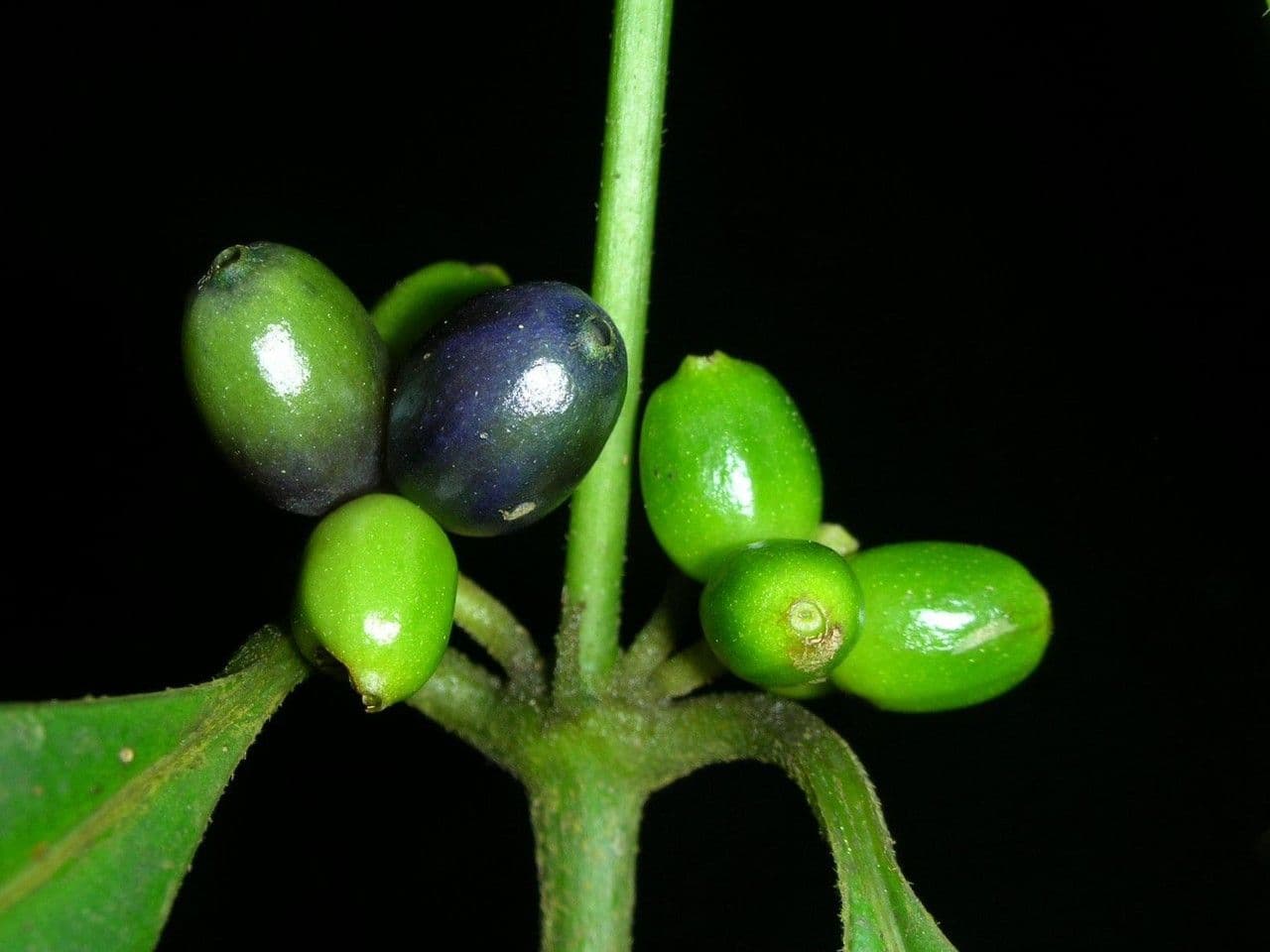 Ronabea latifolia 4
