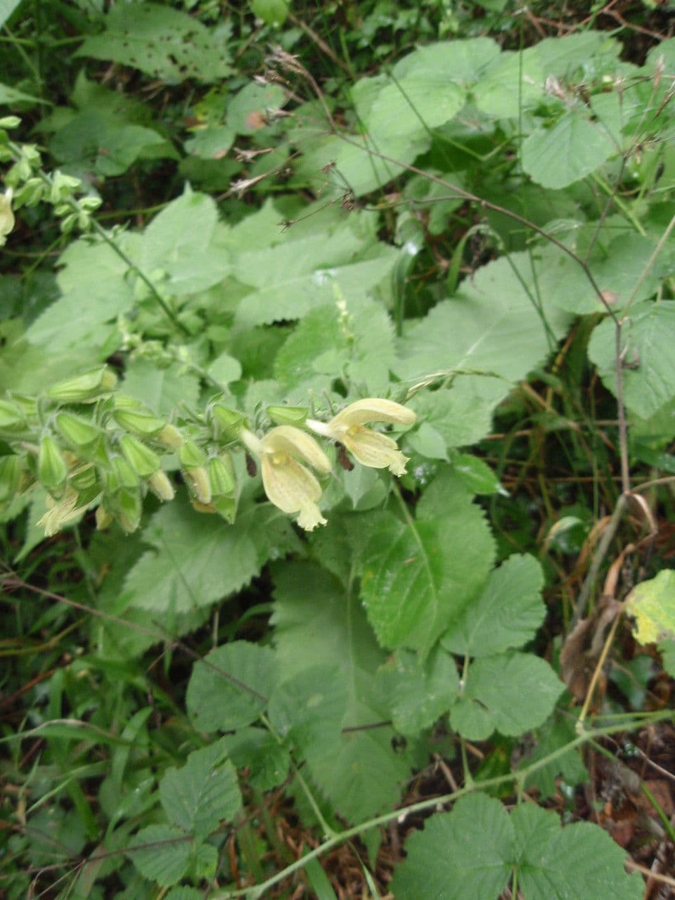 Salvia vischiosa 12