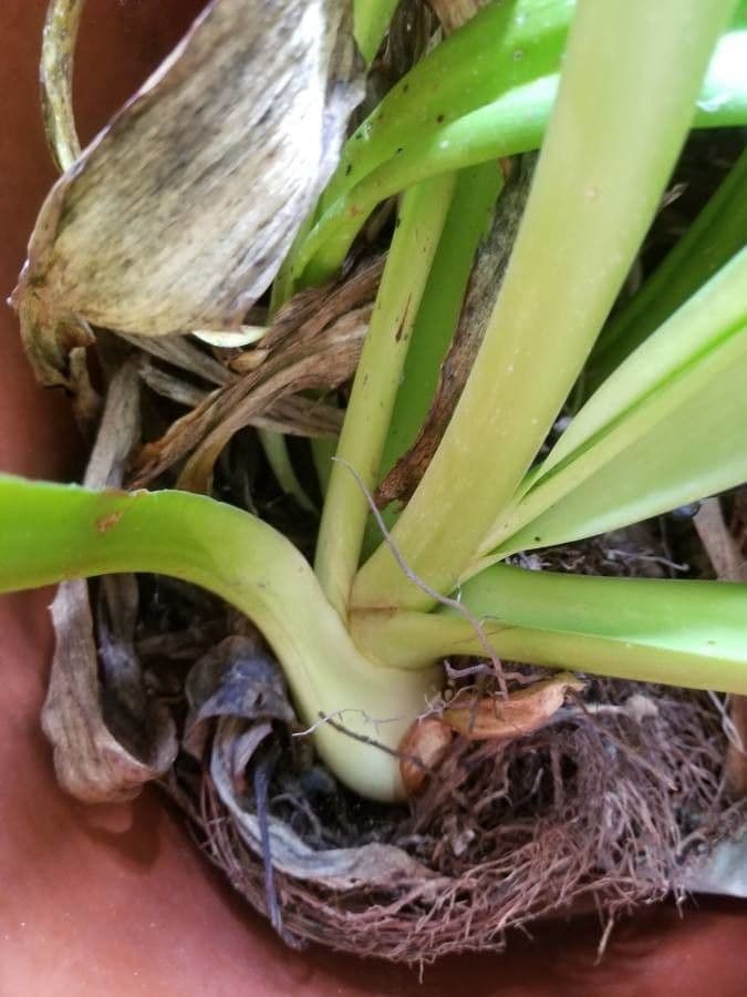 Clivia 26