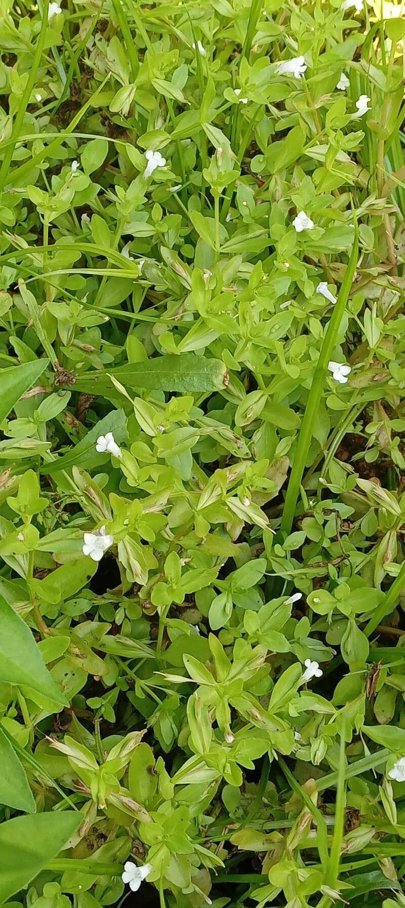 Lindernia 9