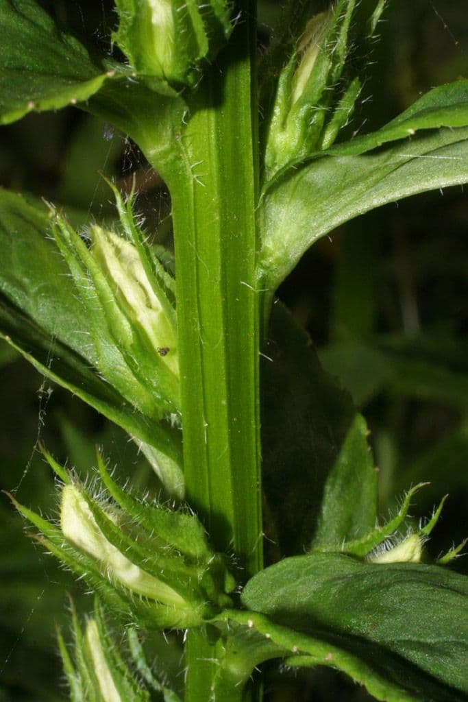 Lobelia blu 18