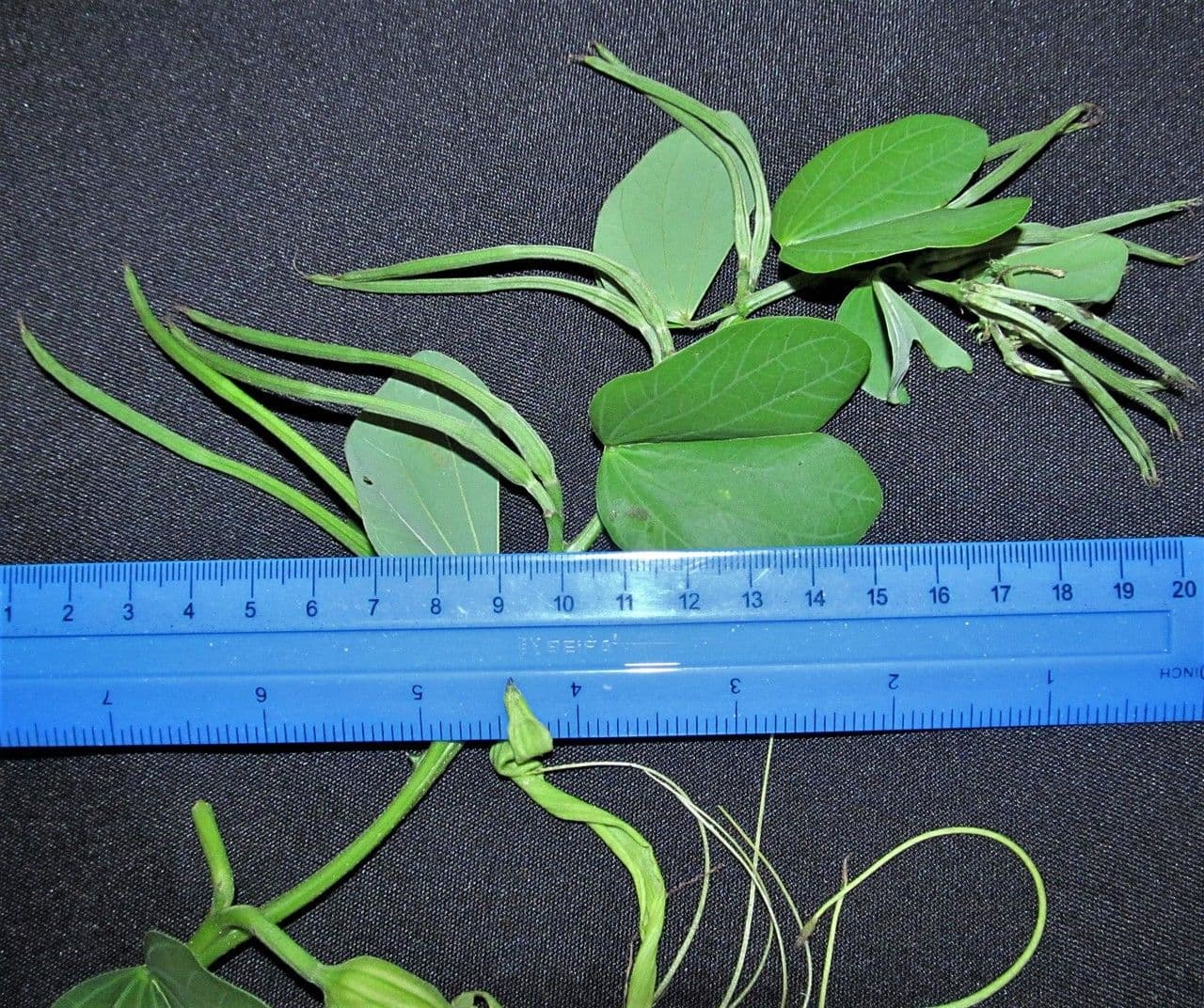 Bauhinia pauletia