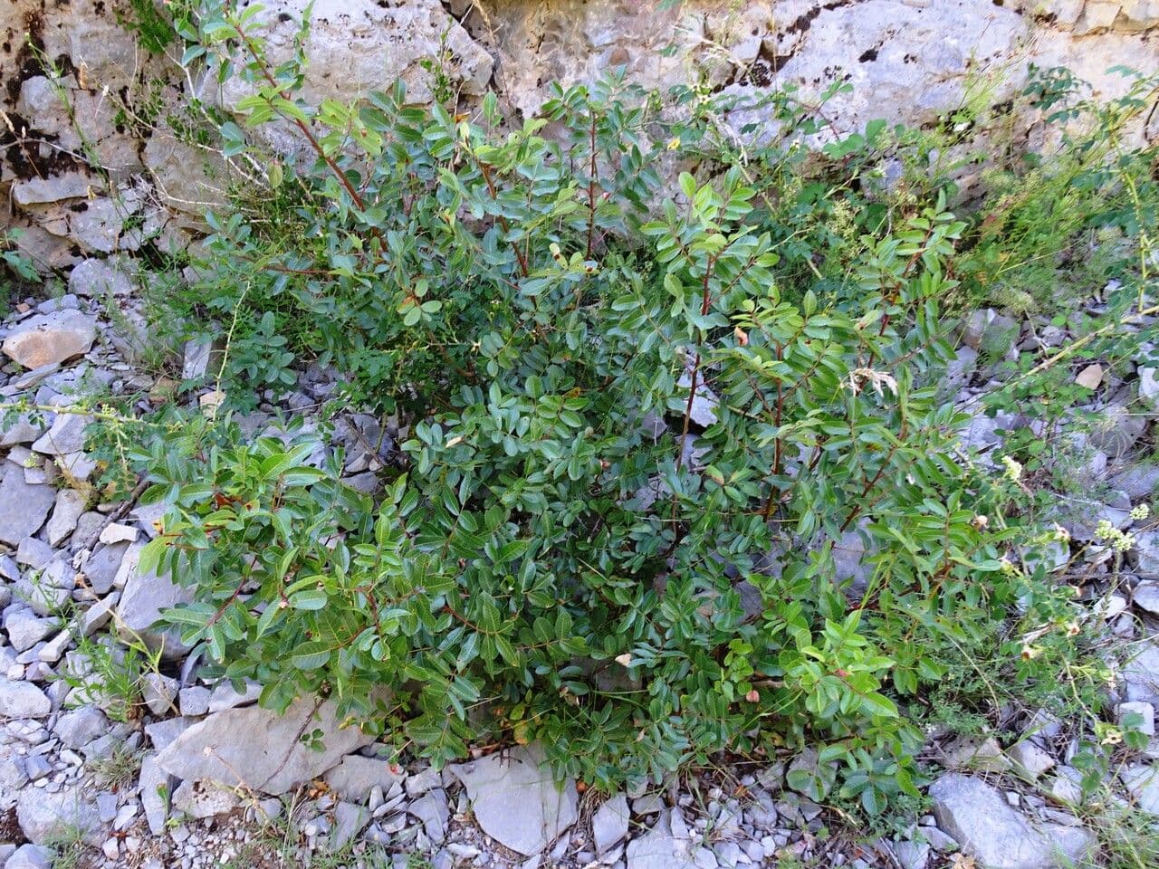 Cornicabra 12