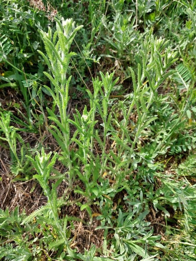 Achillea tomentosa 7