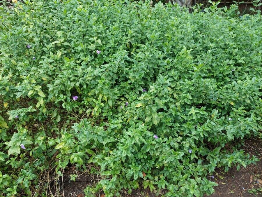 Clistax brasiliana 3
