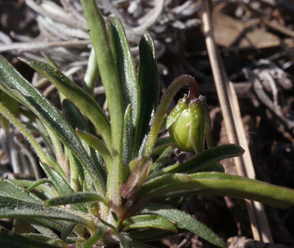 Violette arborescente 27