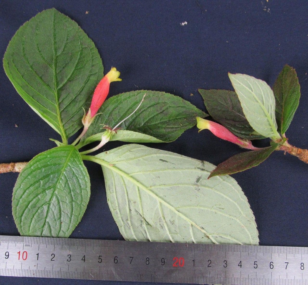 Columnea 5