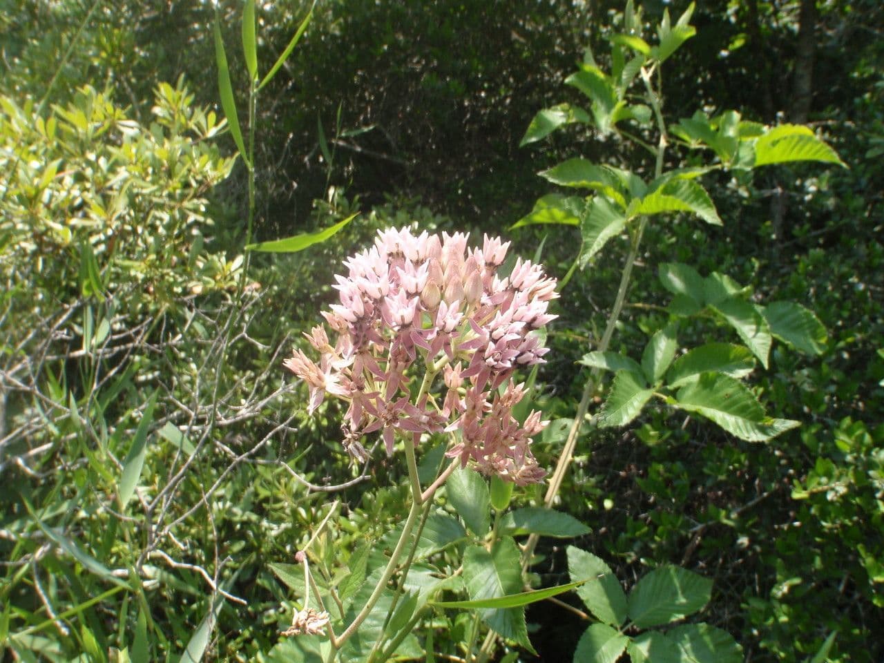 Asclepias rossa 5