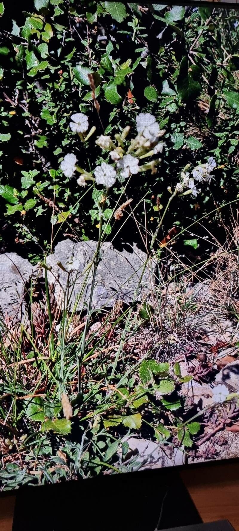 Silene italiana 11