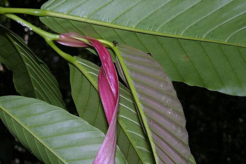 Dipterocarpus 5