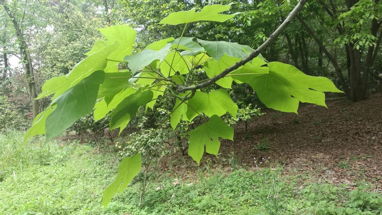 Chinesischer Flaschenbaum 28