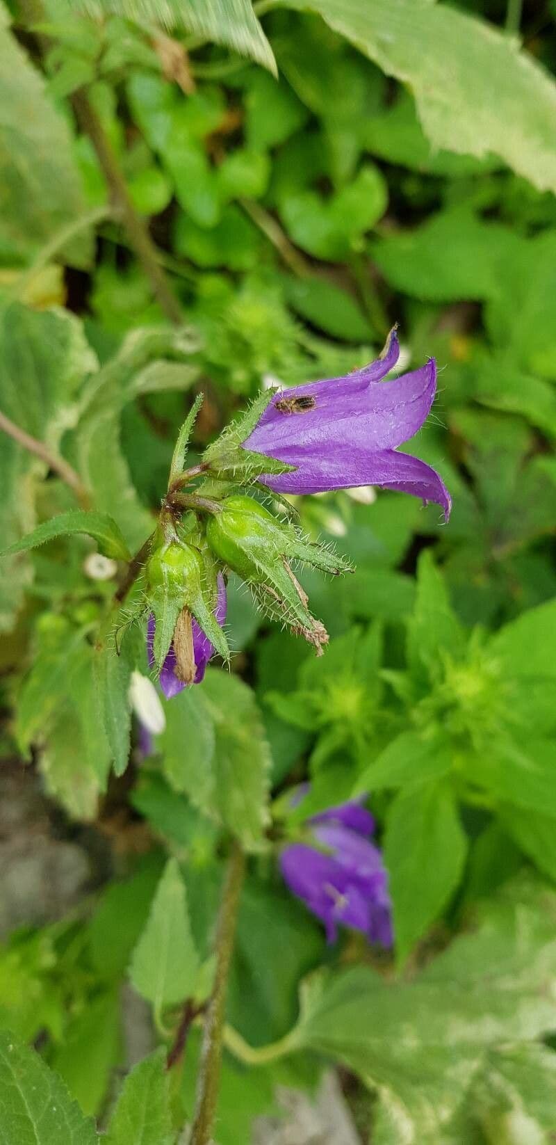 Nesselblättrige Glockenblume 5