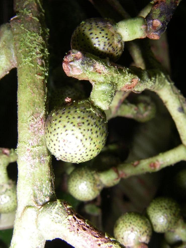 Ardisia 5