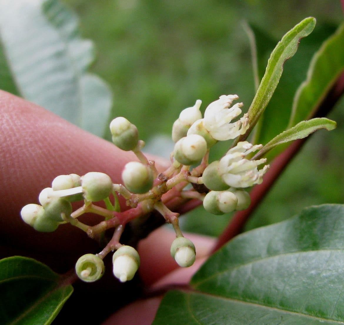 Miconia 3