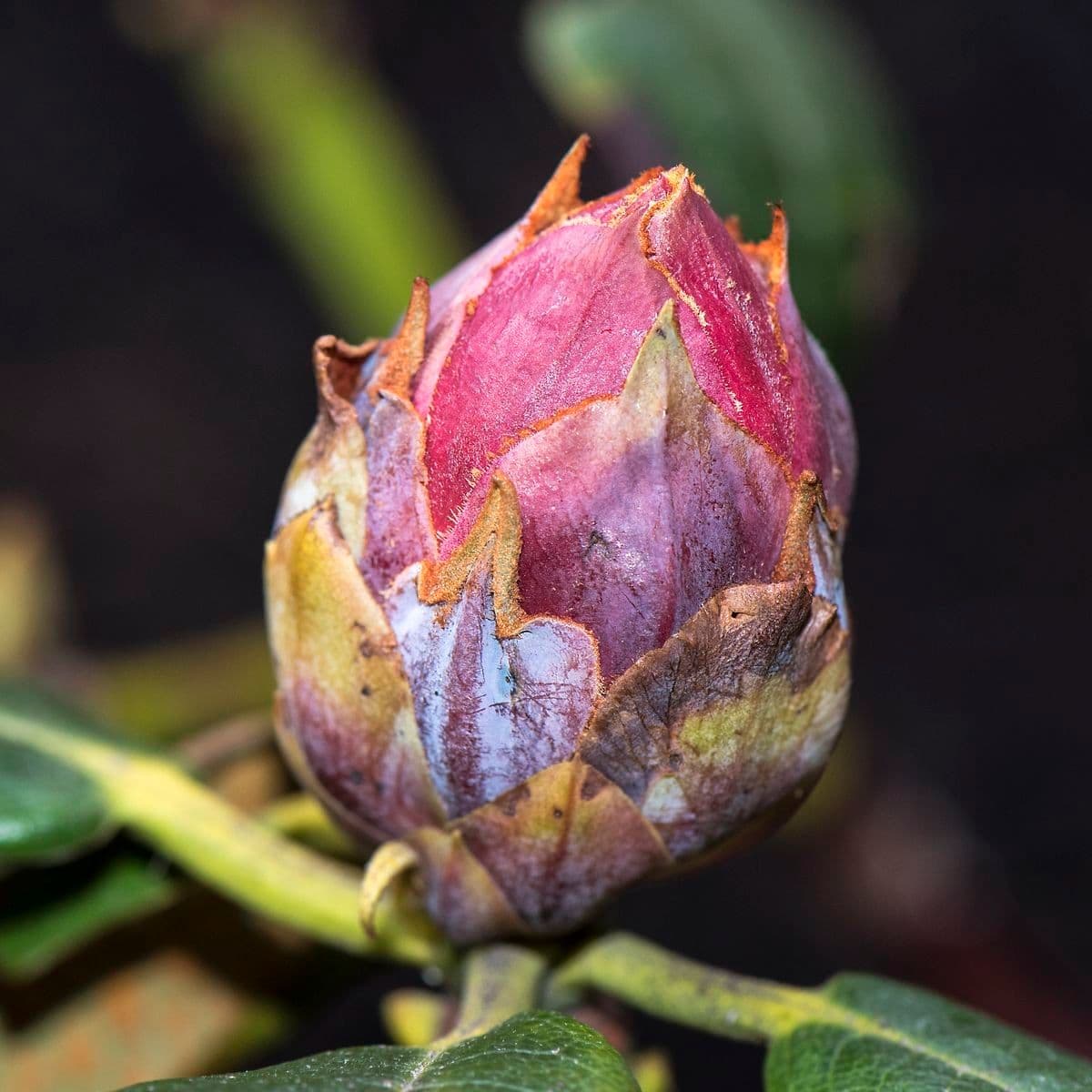 Rhododendron aganniphum 14