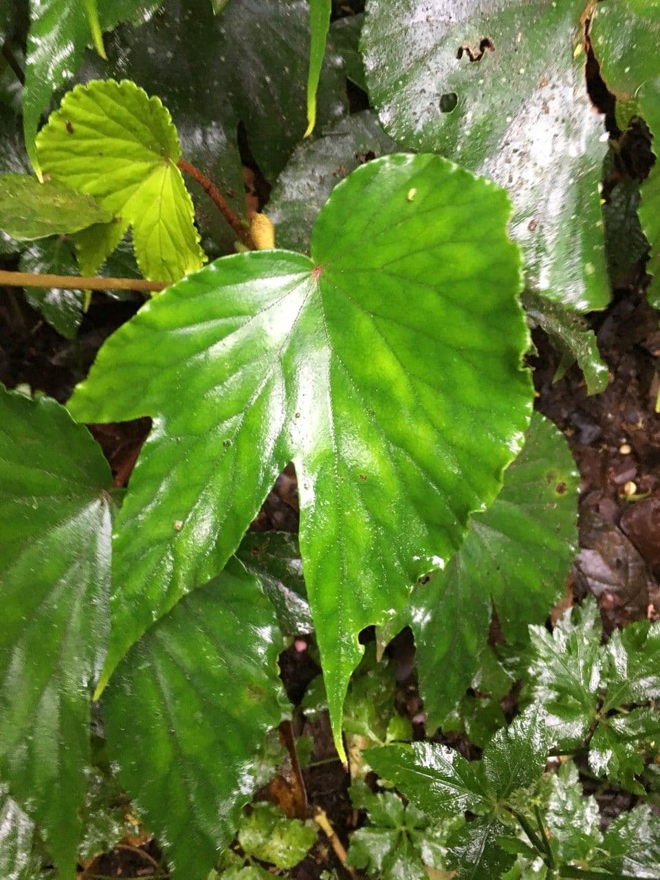 Begonia 8