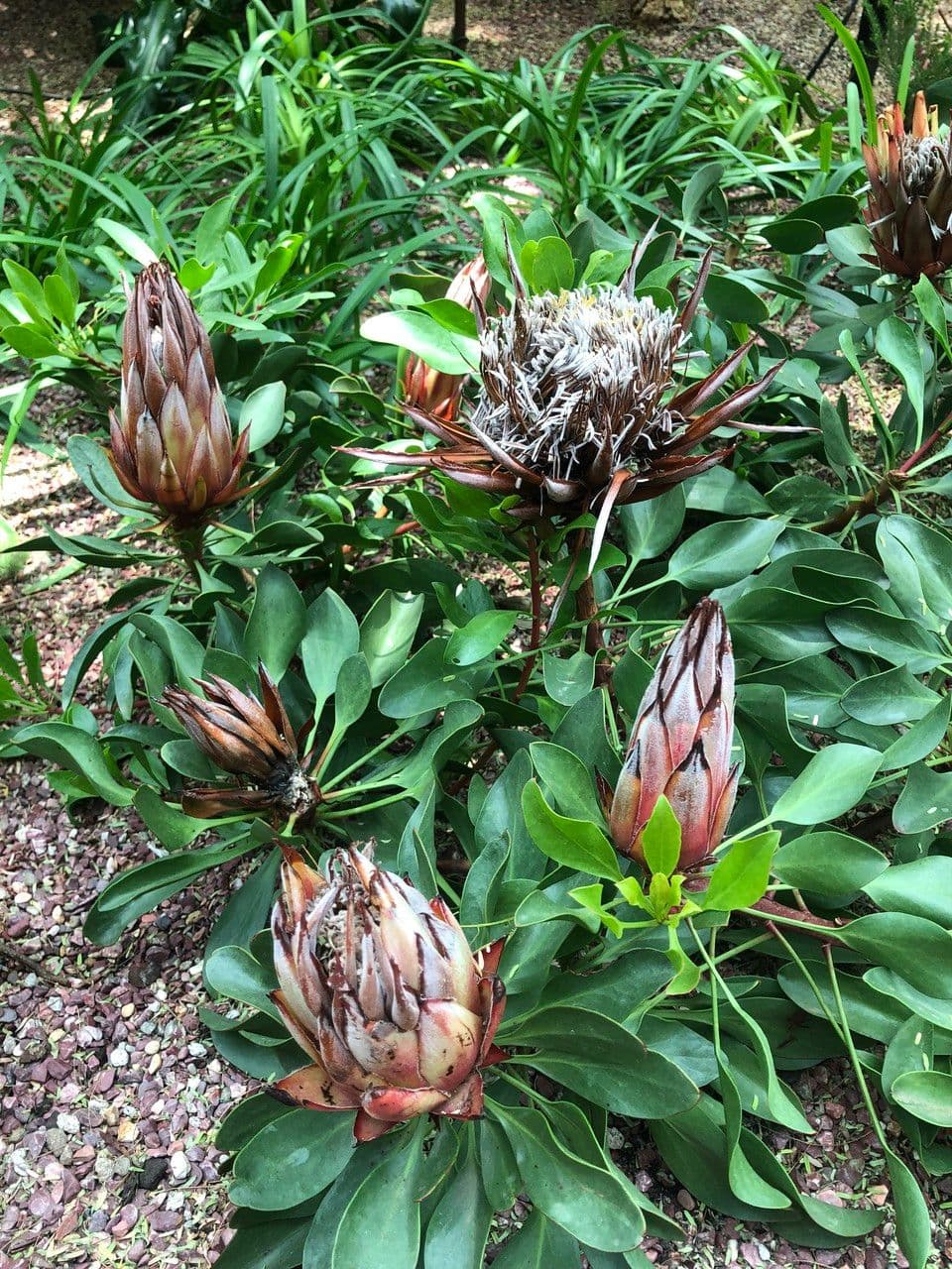 Protea carciofoide 11