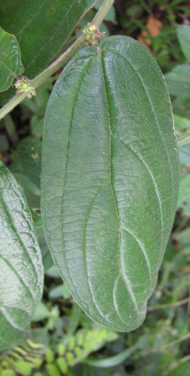 Pouzolzia