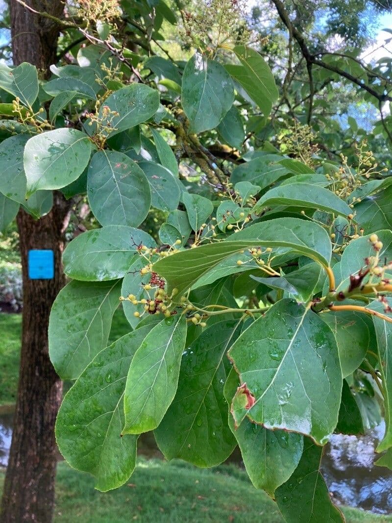 Ehretia acuminata 13