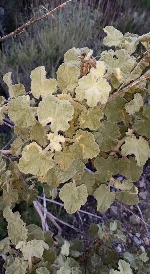 Malacothamnus 3