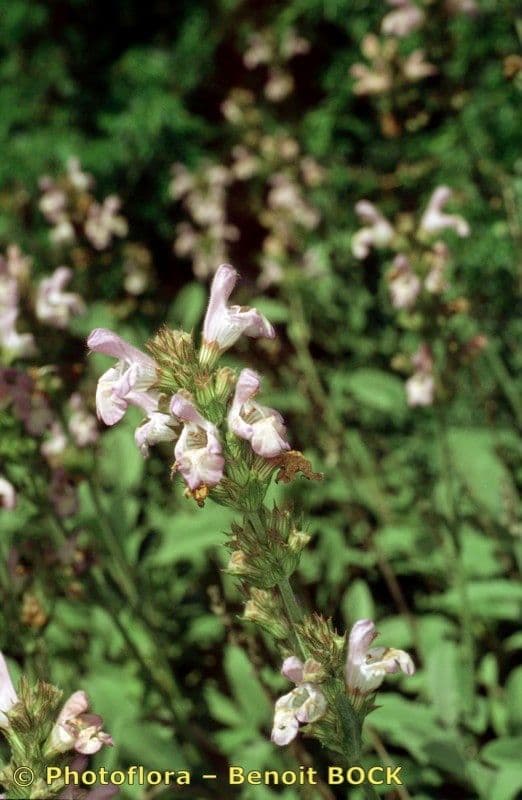 Salvia 8