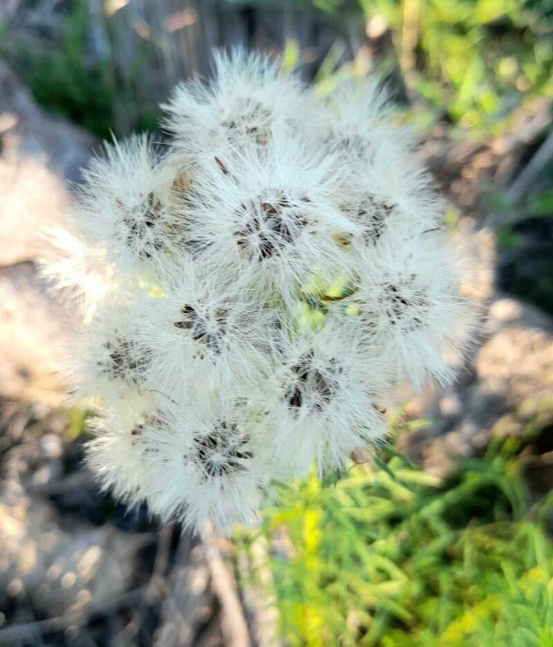 Baccharis 3