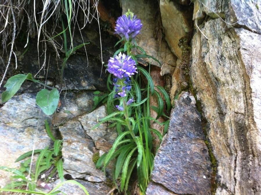 Campanula spigata 6