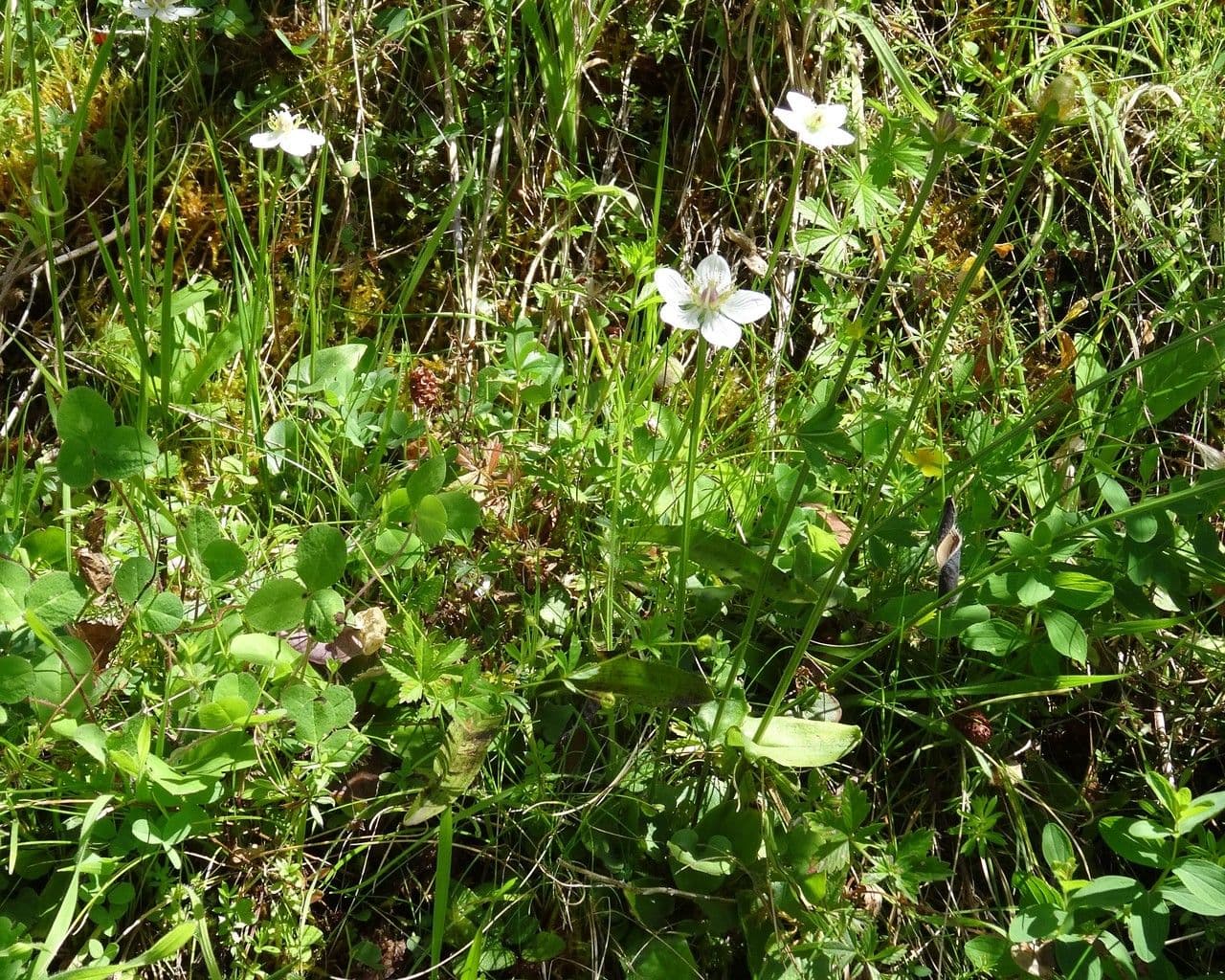 Parnassia 12