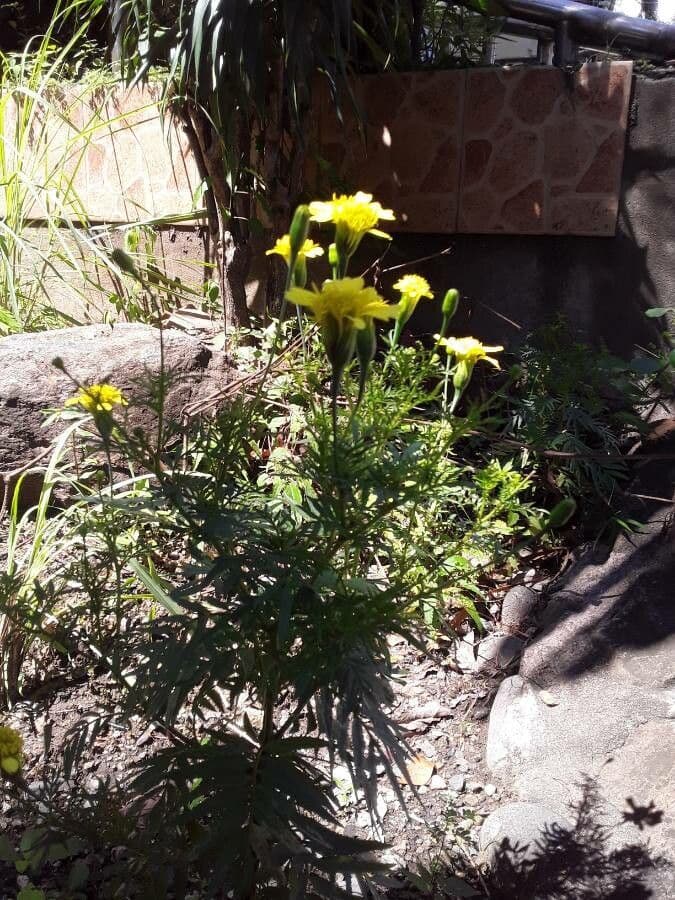 Cosmos 12