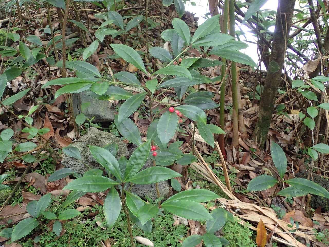 Ardisia crenata 11