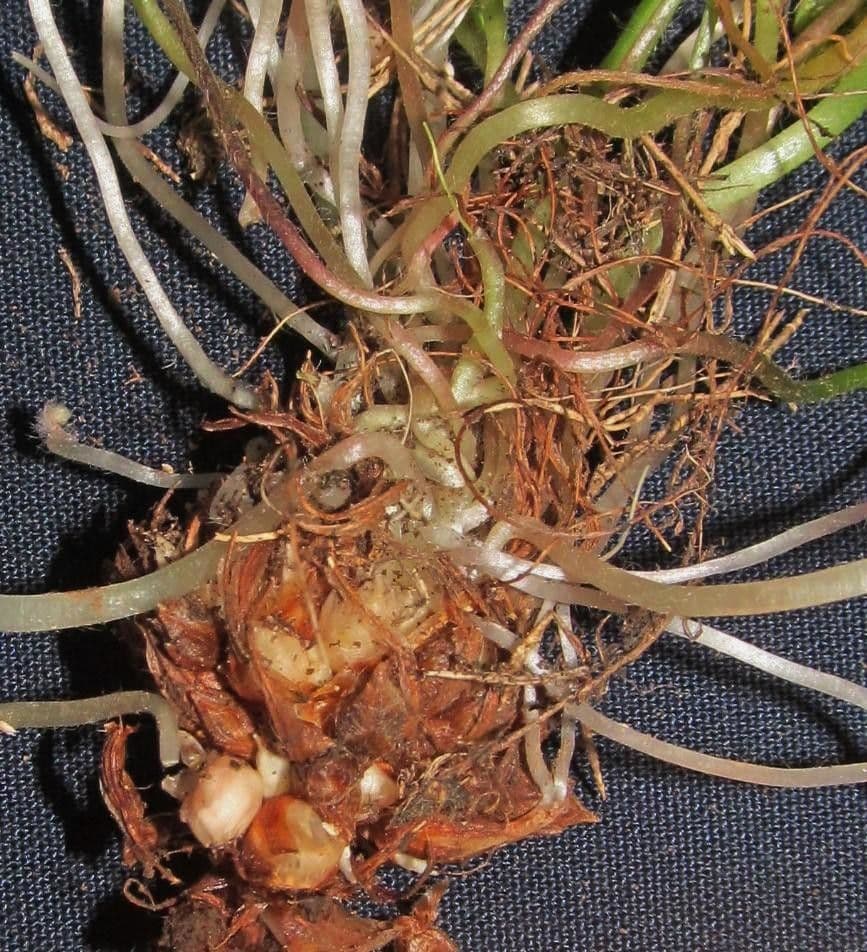 Acetosa debilis