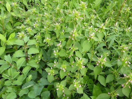Collomia lineare 7