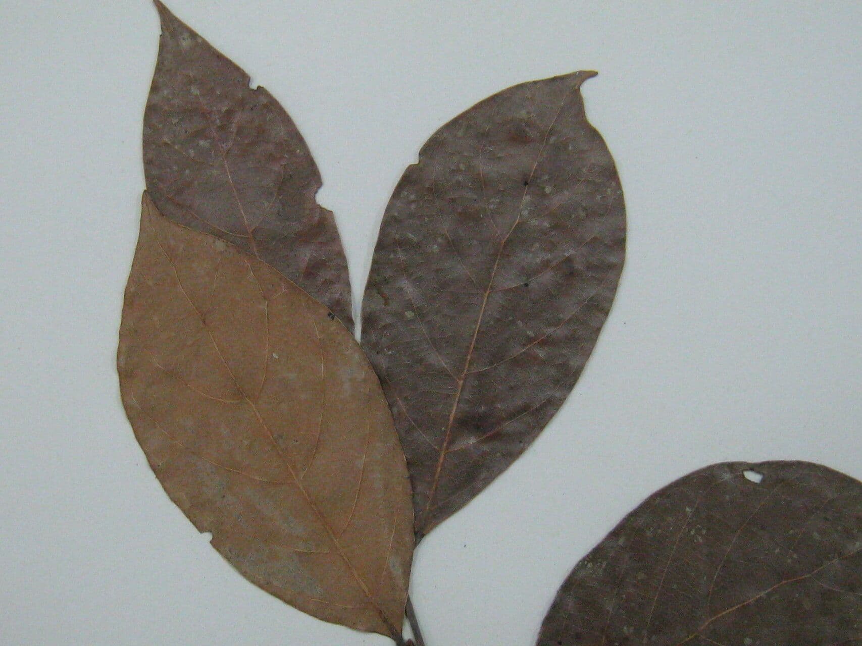 Licania 9