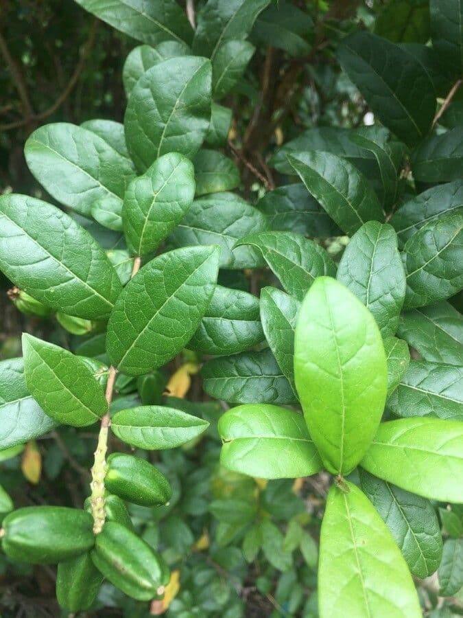 Combretum 6