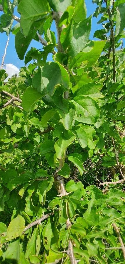 Sesamothamnus 18