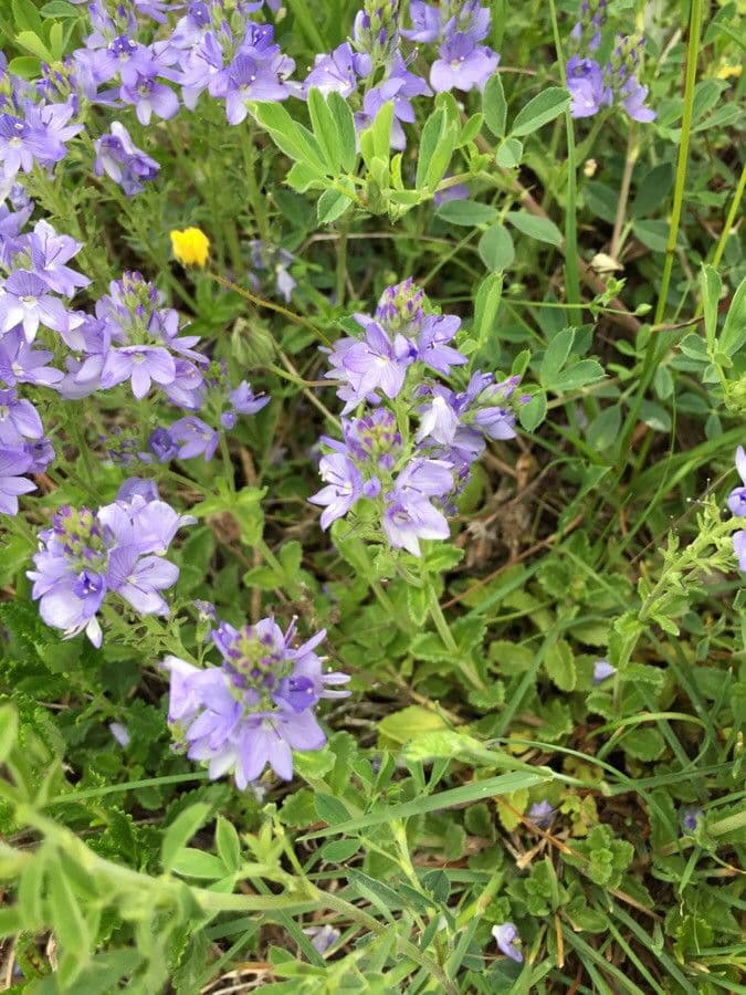 Veronica orsiniana 6
