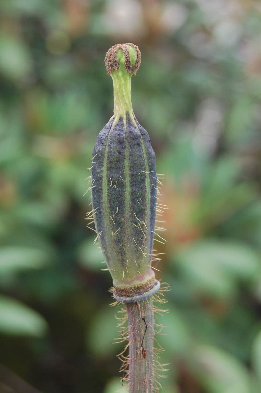 Meconopsis 2