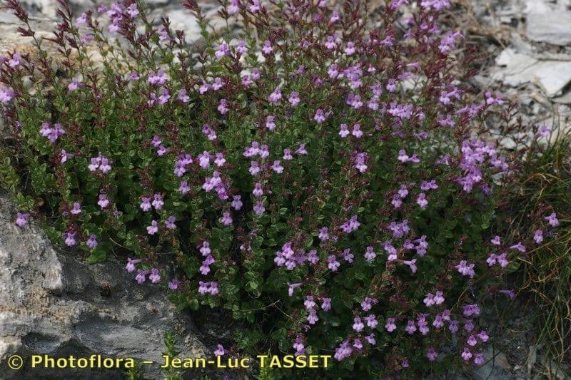 Micromeria marginata 9
