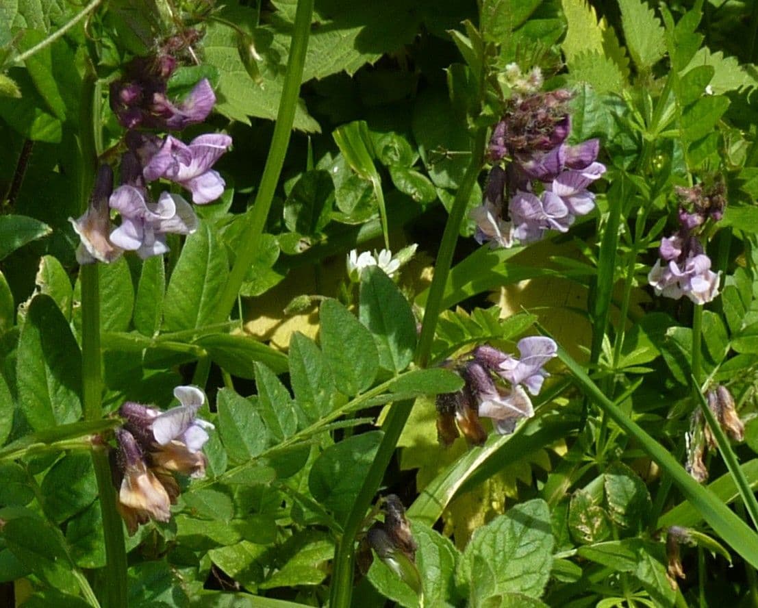 Vikev plotní 28