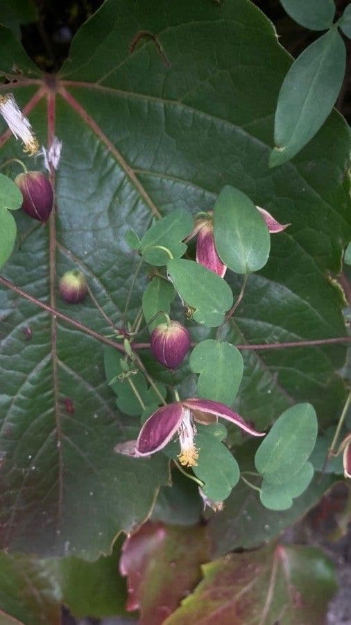 Clematide coriacea 4