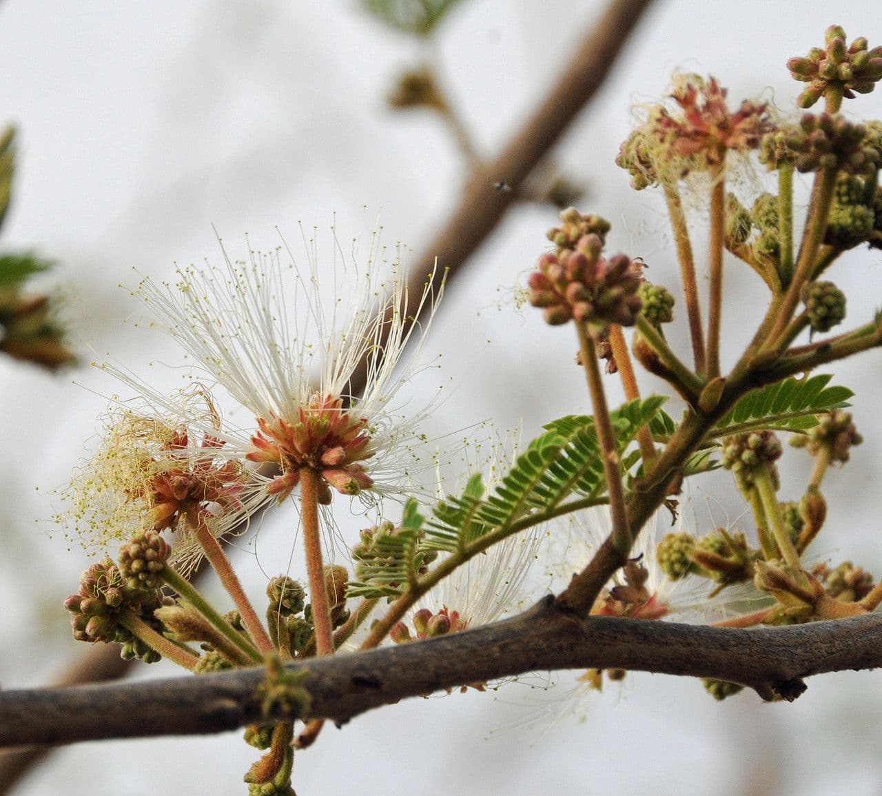 Albizia 7