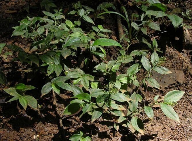 Ichnanthus
