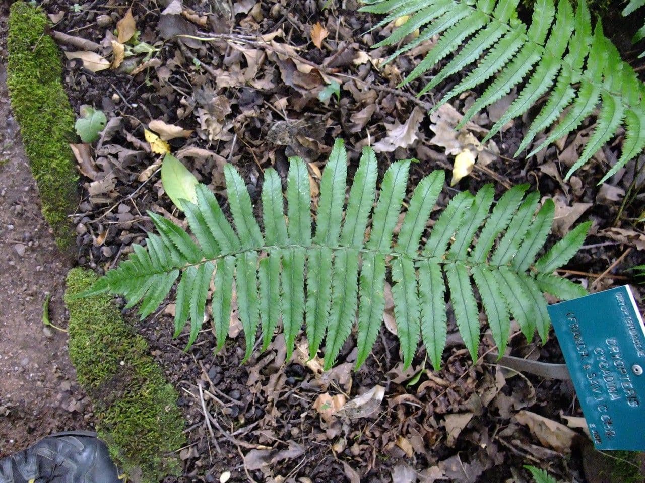 Dryopteris 11