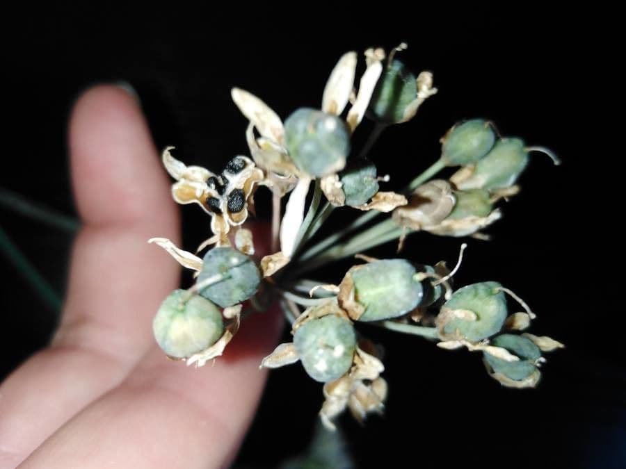 Schnittknoblauch 2