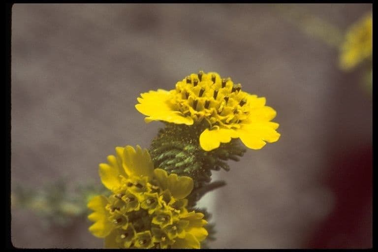 Holocarpha macradenia 3
