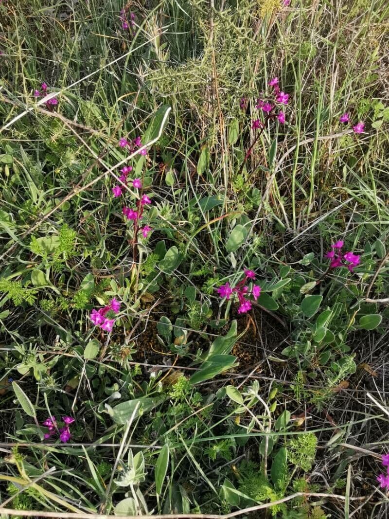 Orchide a quattro macchie 10